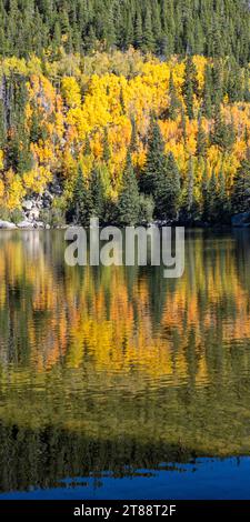 Ein Hain aus bebenden Aspenbäumen im Herbstglück spiegelt sich im Bear Lake im Rocky Mountain National Park, Estes Park, Colorado. Stockfoto