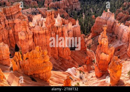 Am frühen Morgen erleuchtet der Thor' Hammer und andere Hoodoos des Bryce Canyon unterhalb des Sunset Point im Bryce Canyon National Park, Utah. Stockfoto