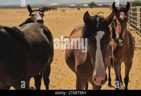 Freundliche, schöne Pferde, die Ihre Aufmerksamkeit und Ihr Interesse suchen. In einem Korral. Stockfoto