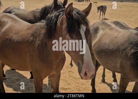 Freundliche, schöne Pferde, die Ihre Aufmerksamkeit und Ihr Interesse suchen. In einem Korral. Stockfoto