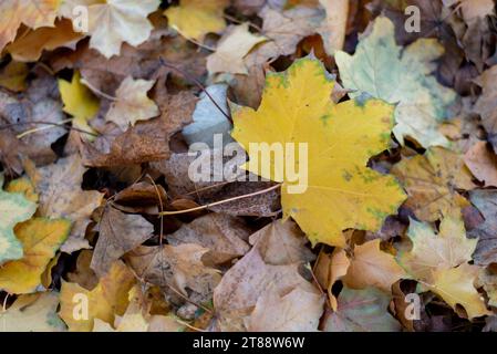 Gelbes Ahornblatt, Herbstblätter, Deutschland Stockfoto