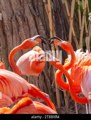 Nahaufnahme eines Portraits von wunderschönen rosa Flamingos, die in einem Teich zusammen wateten. Stockfoto