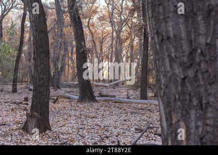 Schauen Sie vorbei an Baumstämmen in einem Wald zum goldenen Licht der späten Tagessonne, die die goldenen Herbstblätter eines Baumdickes erleuchtet. Stockfoto