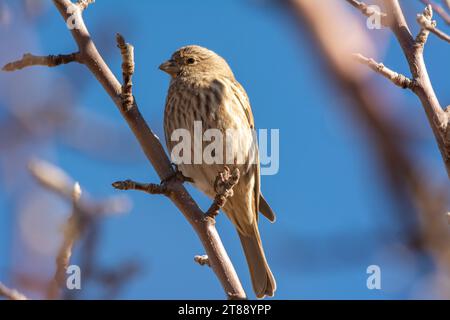 Ein kleiner Vogel, der auf einem Baumzweig mit blauem Himmel thront. Stockfoto