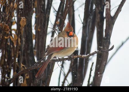 Weiblicher Kardinal auf Ast mit Schnee auf Schnabel. Stockfoto