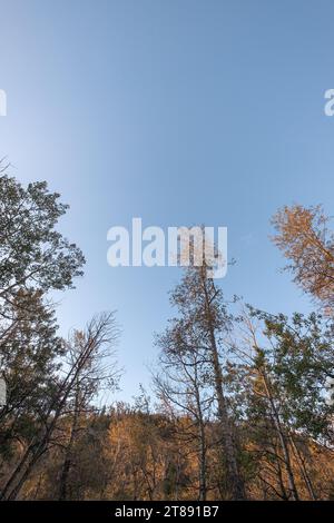 Blick auf die Baumspitzen in einem Wald im Herbst mit einem Hügel im Hintergrund. Der blassblaue Himmel ist wolkenlos und leer. Stockfoto