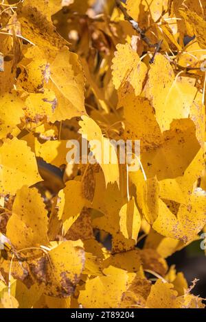 Detail einer Gruppe goldgelber Herbstblätter, die an einem sonnigen Tag an einem Baumwollbaum hängen. Stockfoto