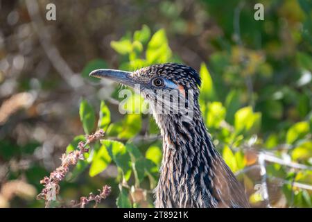 Porträt eines größeren Roadrunners im Profil zwischen grünen Pflanzen, mit deutlichem Blick auf die blauen und orangen Akzente in der Nähe des Vogelauges. Stockfoto
