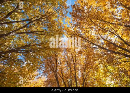 Blick auf hohe Bäume in einem Wald im Herbst mit einem Baldachin aus goldenen Blättern, die den blauen Himmel bedecken. Stockfoto