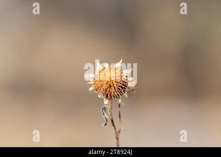 Isoliertes Bild einer trockenen und verwelkten wilden Sonnenblume auf einer Wiese im Winter, mit scharfem Fokus auf die Blume und einem glatten, unscharfen Hintergrund Stockfoto