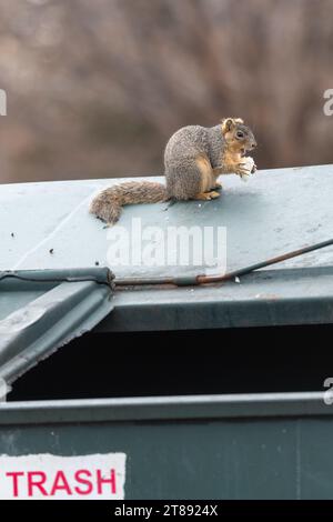 Ein Eichhörnchen sitzt und isst auf einem offenen Müllcontainer an einem bewölkten Tag. Das Eichhörnchen ist grau und braun. Das Wort „Papierkorb“ ist rot geschrieben. Stockfoto