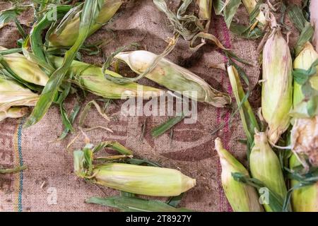 Blick von oben nach unten auf frisch gepflückte Maisohren, die auf einem Sack verteilt sind. Stockfoto