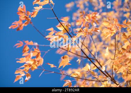 Ein Baumzweig gefüllt mit goldenen und orangen Herbstblättern vor einem klaren blauen Himmel mit weiteren Blättern, die im Hintergrund verschwimmen. Stockfoto