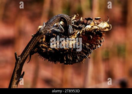 Trocken gereifte Samen auf dem landwirtschaftlichen Feld. Sonnenblumenernte in Brasilien. Stockfoto