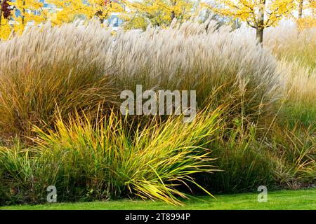 Moderne Gartengräser, große Gartenpflanzen, Herbst, Rand, Grenze, Miscanthus sinensis, Herbst, Maiden Grass Stockfoto