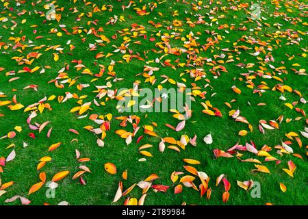 Gefallene Blätter auf Gartenrasen Prunus - Kirsche im Herbst Stockfoto
