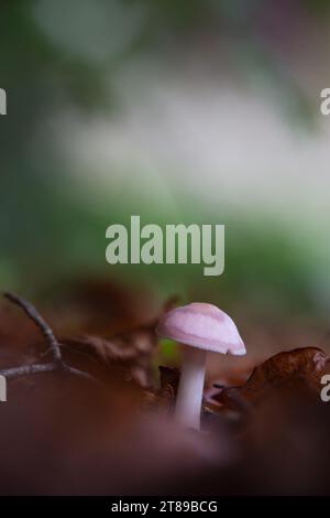 Rosy Bonnet Pilz [ Mycena rosea ] unter Blattstreu Stockfoto