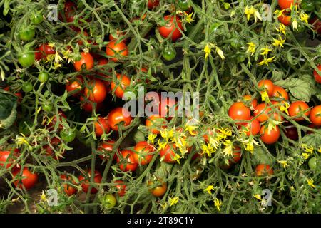 Solanum lycopersicum, Blüten, Blumen, Tomaten, Pflanze Stockfoto