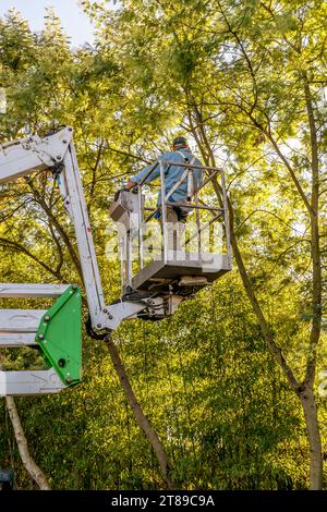 Ein Mann auf einer Luftplattform nähert sich der Spitze eines Mimosa-Baumes, um ihn zu beschneiden Stockfoto