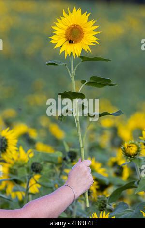 Frauenarm, der Sonnenblume im Sonnenblumenfeld hält, mit Hummel auf Blume Stockfoto