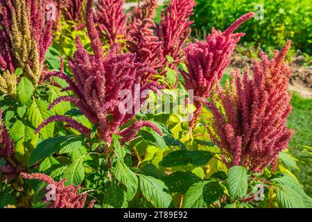 Blühende indische rote Amaranth-Pflanze, die im Sommergarten wächst. Blattgemüse, Getreide und Zierpflanzen, Quelle von Proteinen und Aminosäuren, Glutenf Stockfoto