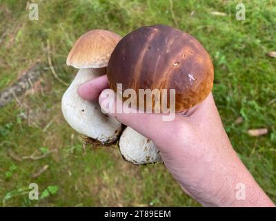 Eine Hand hält frisch gesammelte Steinpilze Boletus edulis. Karlsbad, Karlsbad, Tschechien in Tschechien bei Karlsbad *** Eine Hand mit frisch gesammelten Stachelpilzen Boletus edulis Karlsbad, Tschechien in der Tschechischen Republik bei Karlsbad Credit: Imago/Alamy Live News Stockfoto