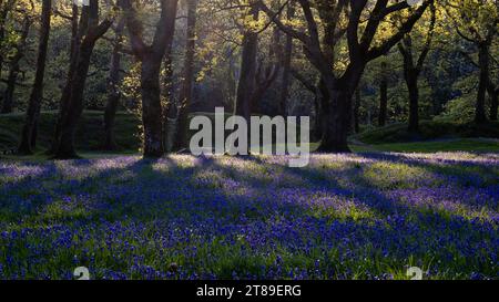 Stark hinterleuchtete Bäume und Bluebells [ Hyacinthoides non-scripta ] im Blackbury Camp, Devon, Großbritannien Stockfoto