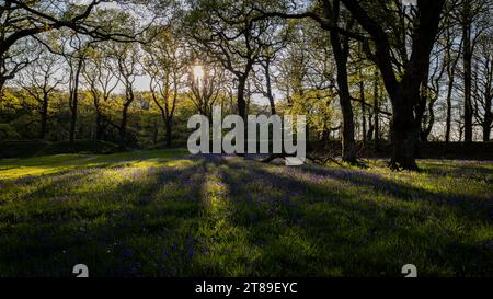 Stark hinterleuchtete Bäume und Bluebells [ Hyacinthoides non-scripta ] im Blackbury Camp, Devon, Großbritannien Stockfoto