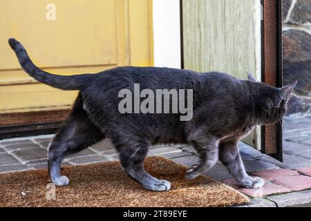 Die süße blaue, burmesische Katze läuft im Hof. Pflege von Haustieren Stockfoto