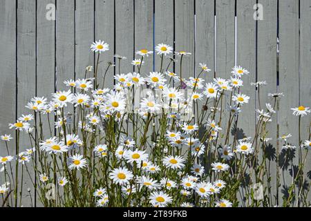 Gänseblümchen mit weißen Blumen vor dem hölzernen Zaun, grau gestrichen Stockfoto