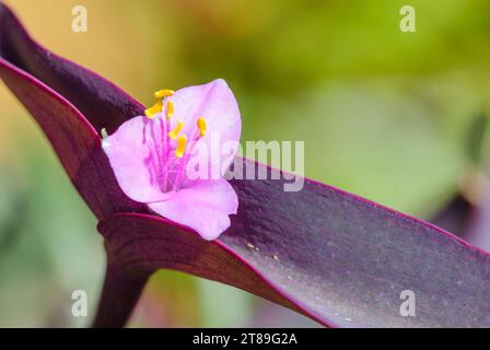 Lila Herzblume unter der weichen Herbstsonne in der Provence, Südfrankreich Stockfoto