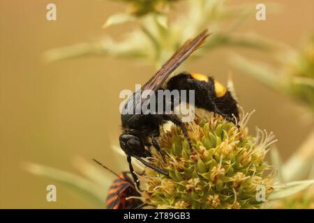Natürliche Nahaufnahme auf einer haarigen schwarzen gelben Wespe, Colia hirta auf dem Eryngium Campestre im Gard, Frankreich Stockfoto