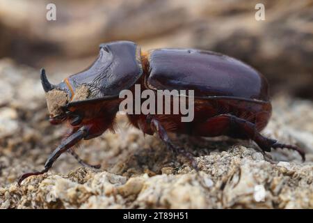 Natürliche Nahaufnahme eines großen männlichen Nashornkäfers, Oryctes nasicornis, der auf Holz im Garten sitzt Stockfoto