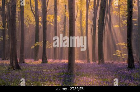 Der Frühling ist in Sussex entstanden Stockfoto