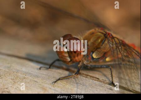 Natürliche extrem detaillierte Nahaufnahme auf dem Kopf der europäischen gewöhnlichen DärtelLibelle, Sympetrum striolatum, die sich auf einem Stück Holz aufwärmt Stockfoto