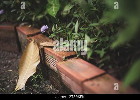 , Eine Portulaca Grandiflora auf Bambus Bank am Frühlingstag Licht, schöne gelbe und rosafarbene Portulaca oleracea Blüten, auch bekannt als gewöhnliches Palisander, Stockfoto