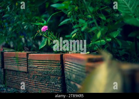 , Eine Portulaca Grandiflora auf Bambus Bank am Frühlingstag Licht, schöne gelbe und rosafarbene Portulaca oleracea Blüten, auch bekannt als gewöhnliches Palisander, Stockfoto