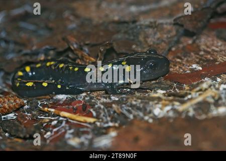 Natürliche Nahaufnahme eines juvenilen nordamerikanischen Gelbfleckensalamander, Ambystoma maculatum auf dem Waldboden Stockfoto