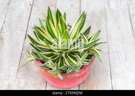 Agave-amerikaner mit dichter Jungpflanze in einem Topf Stockfoto