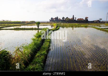 Tolle frische Reisterrassen mit Wasser am Morgen. Blick über Fischgrün zu einem Hindutempel am Morgen. Landschaftsaufnahme auf einer tropischen Insel Bali Stockfoto