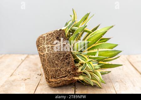 Umtopf der Agavenwurzelpflanze mit Wurzelbindung und dichten Jungtieren Stockfoto