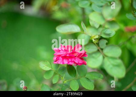 Die Rose blüht in der Morgensonne im wunderschönen Garten schöne Rosen, die in der Morgensonne schimmern Stockfoto