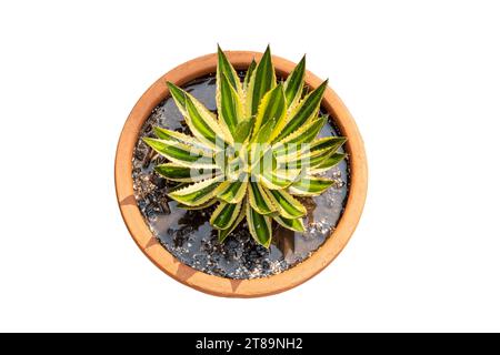 Blick von oben auf eine Agave americana Pflanze in einem Tontopf auf weißem isoliertem Hintergrund Stockfoto