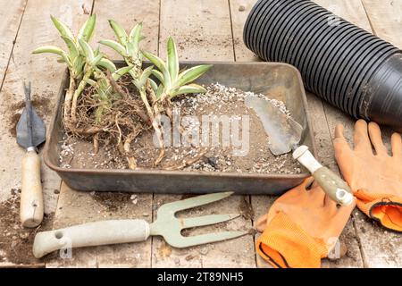 Umtopfen von Agave-Pflanzen-Jungtieren in neue Töpfe. Konzept der Fortführung der Root Division. Stockfoto