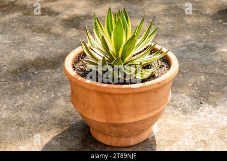 Agave-Zierpflanzen-Nahaufnahme Stockfoto