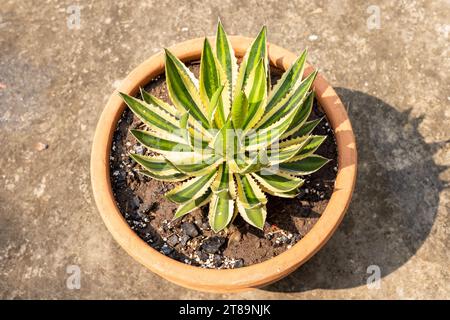 Agave Americana wunderschöne Pflanze im Garten mit Blick von oben Stockfoto