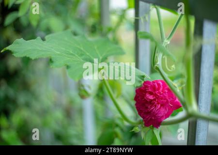 Die Rose blüht in der Morgensonne im wunderschönen Garten schöne Rosen, die in der Morgensonne schimmern Stockfoto