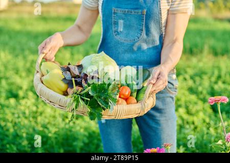 Korb mit Ernte von Sommergemüse in den Händen der Frau, Bauernmarkt Stockfoto