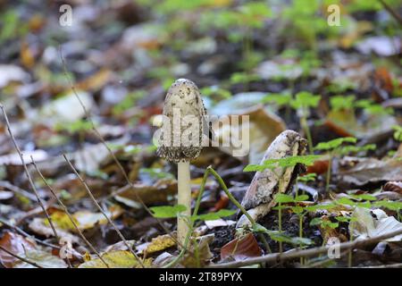Herbstjunges Haubenholz - Coprinus comatus - in einem Park in Berlin Stockfoto