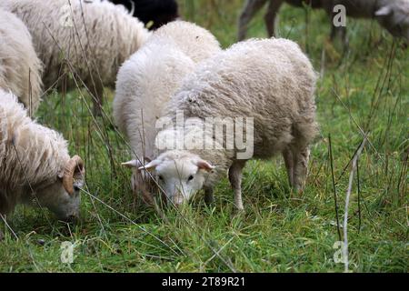 Schafe grasen in einem Fahrerlager im Herbst-Berlin Stockfoto